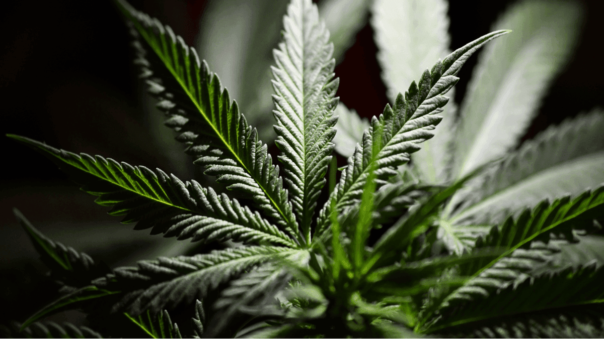  Homem com lombalgia e ansiedade obtém salvo-conduto para plantar cannabis