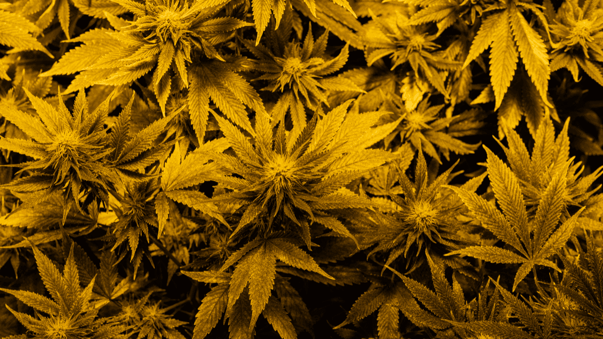 Saúde Mental pede escuta: o papel delicado da canábis medicinal