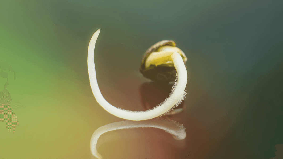 Regulamentação do cultivo de cânhamo industrial e cannabis medicinal: um passo essencial para o futuro do setor