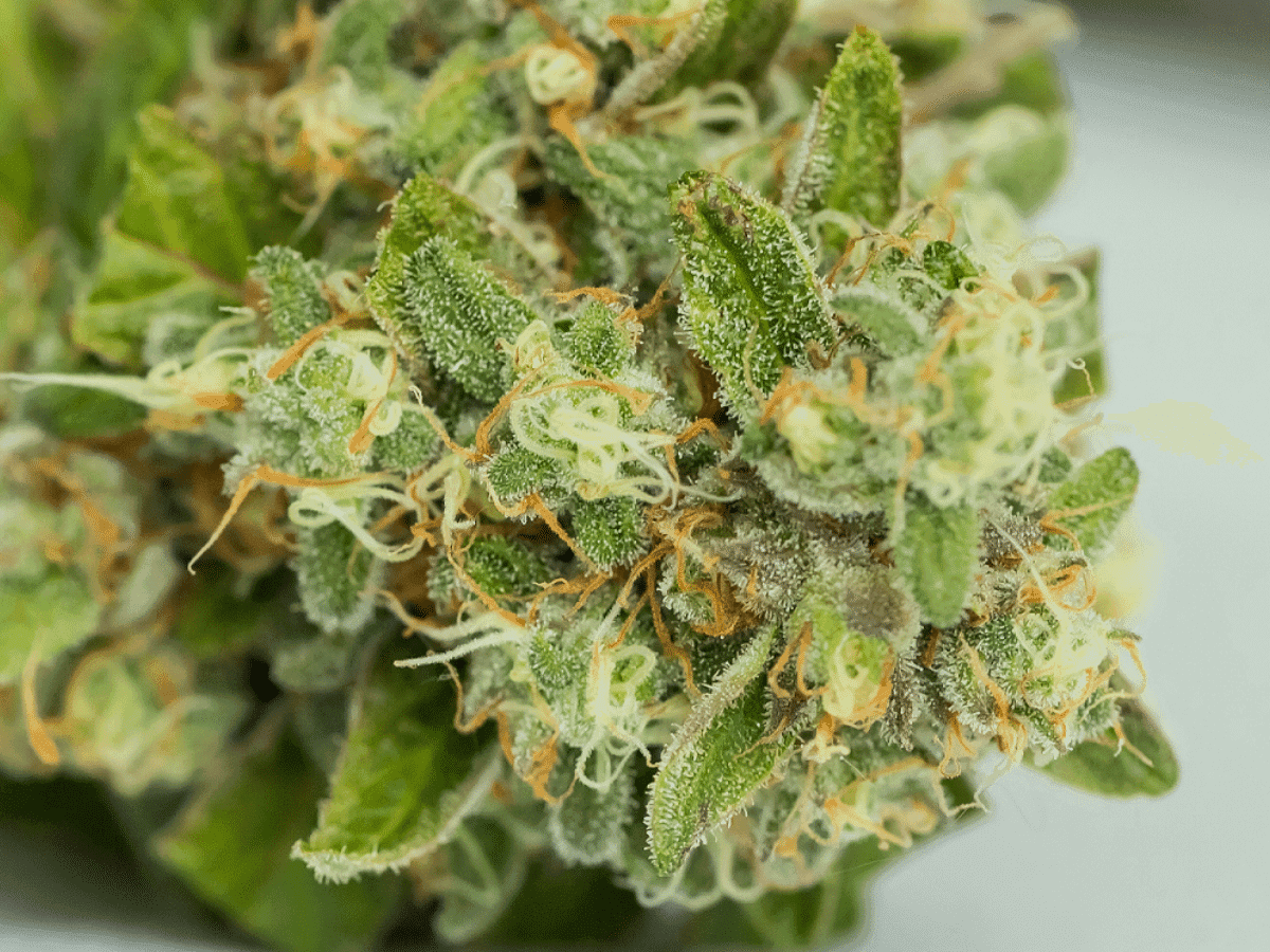Tricomas da cannabis, você sabe o que é?