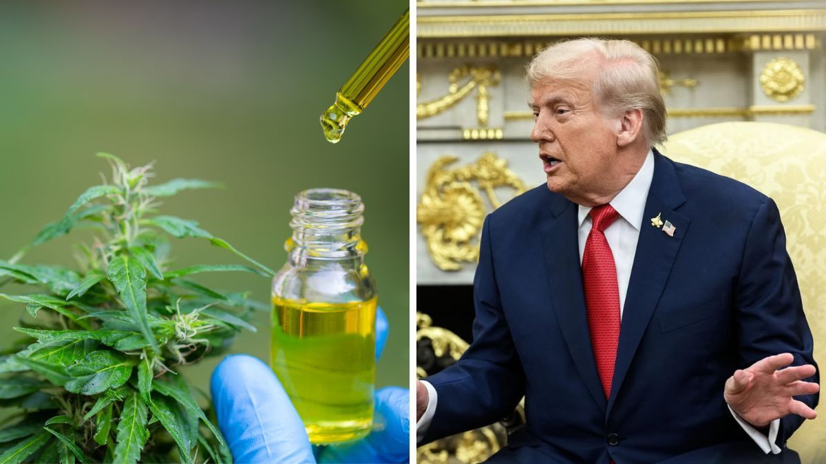 Trump elogia canabidiol para idosos e ações de cannabis disparam