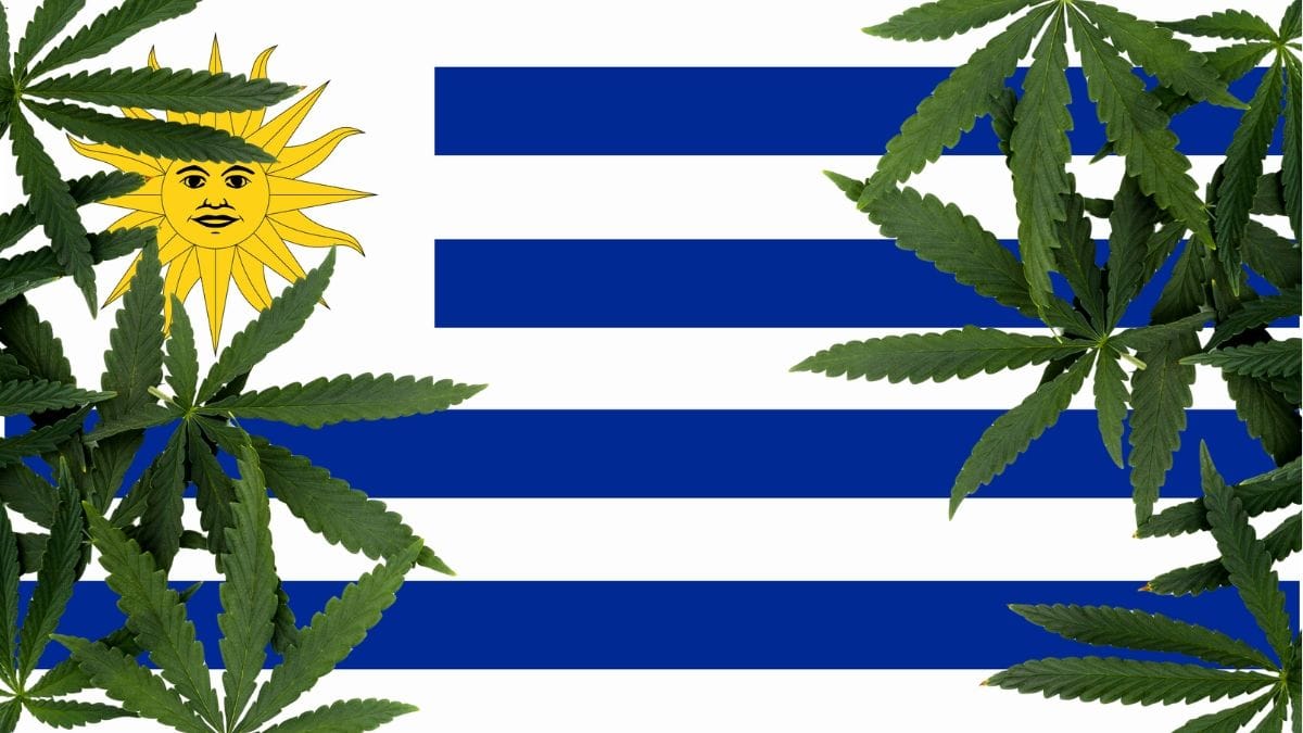 Venda de cannabis no Uruguai bate recorde e cresce uma tonelada em 2025