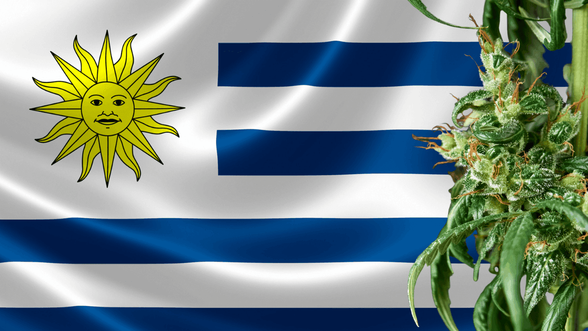 Pioneirismo no mercado de cannabis: regulamentação, desafios e oportunidades no Uruguai