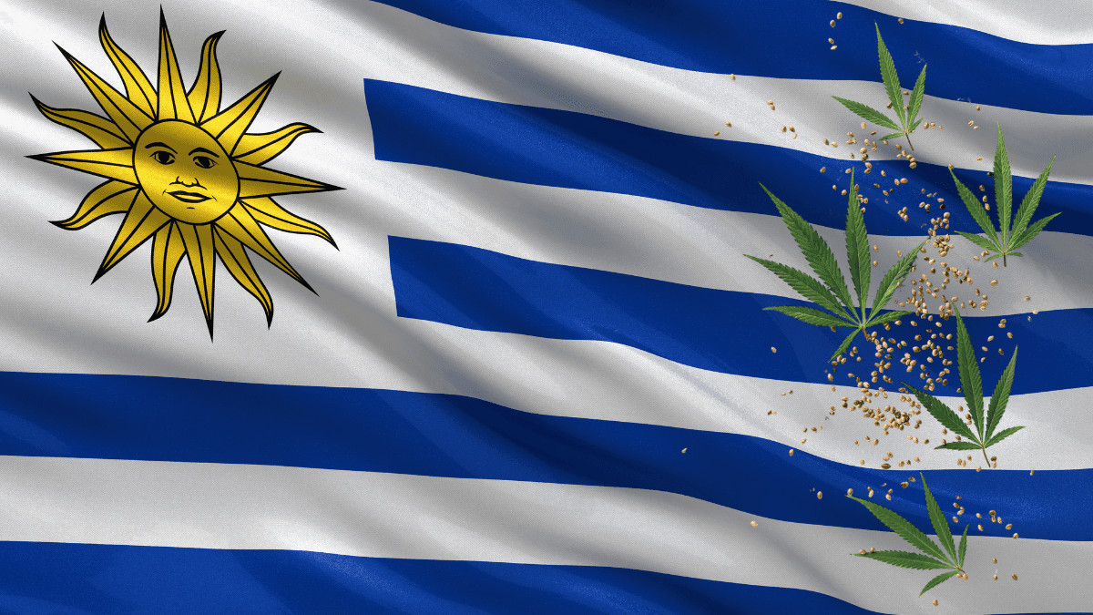 Uruguai se prepara para vender sementes psicoativas legalmente