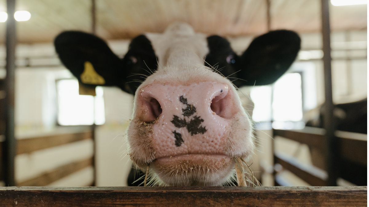 Leite de vacas alimentadas com cânhamo não apresenta THC, aponta estudo americano