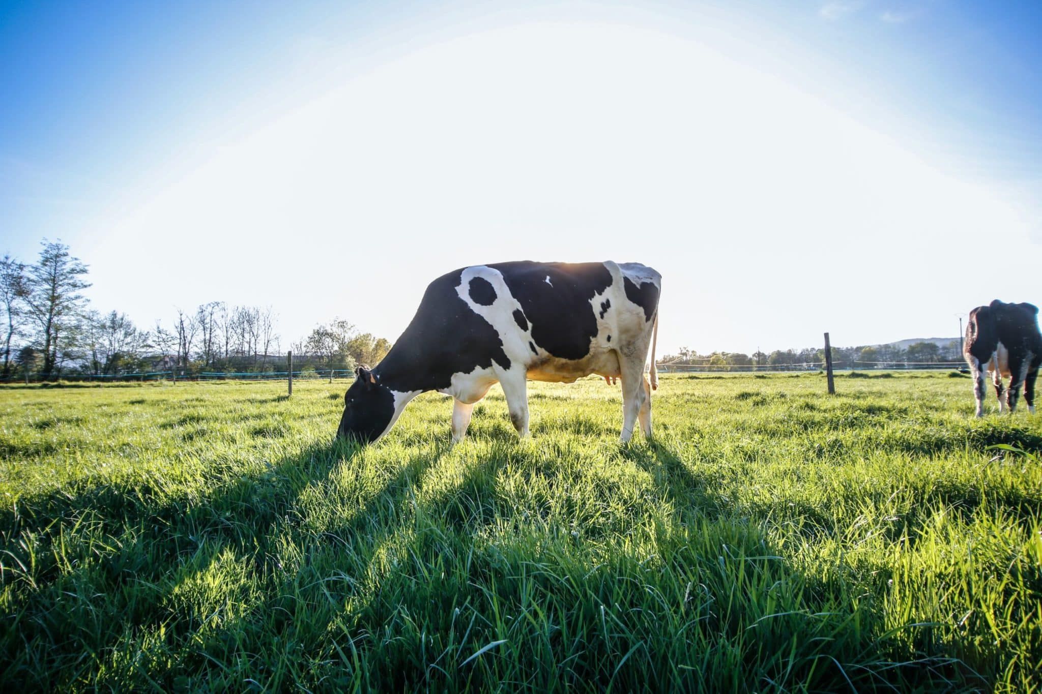 Vacas podem produzir Leite com THC