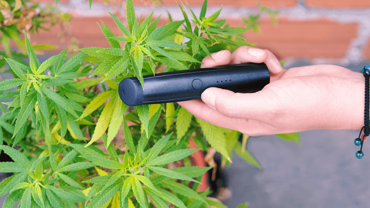 A Urgência da Regulação de Vaporizadores de Cannabis no Brasil: Entre a omissão Institucional e o Direito à Saúde