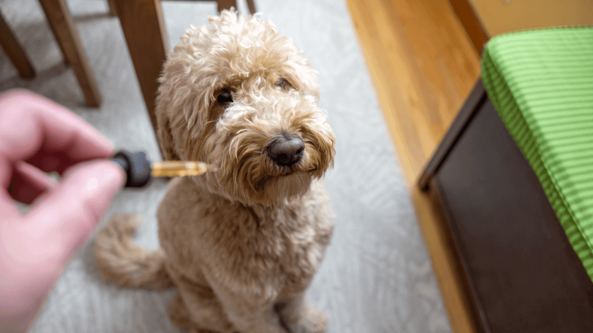 Produtos de cannabis para animais terão prescrição controlada e registro no Mapa