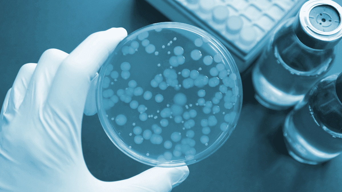 Canabinoides demonstram potencial como agentes antibacterianos