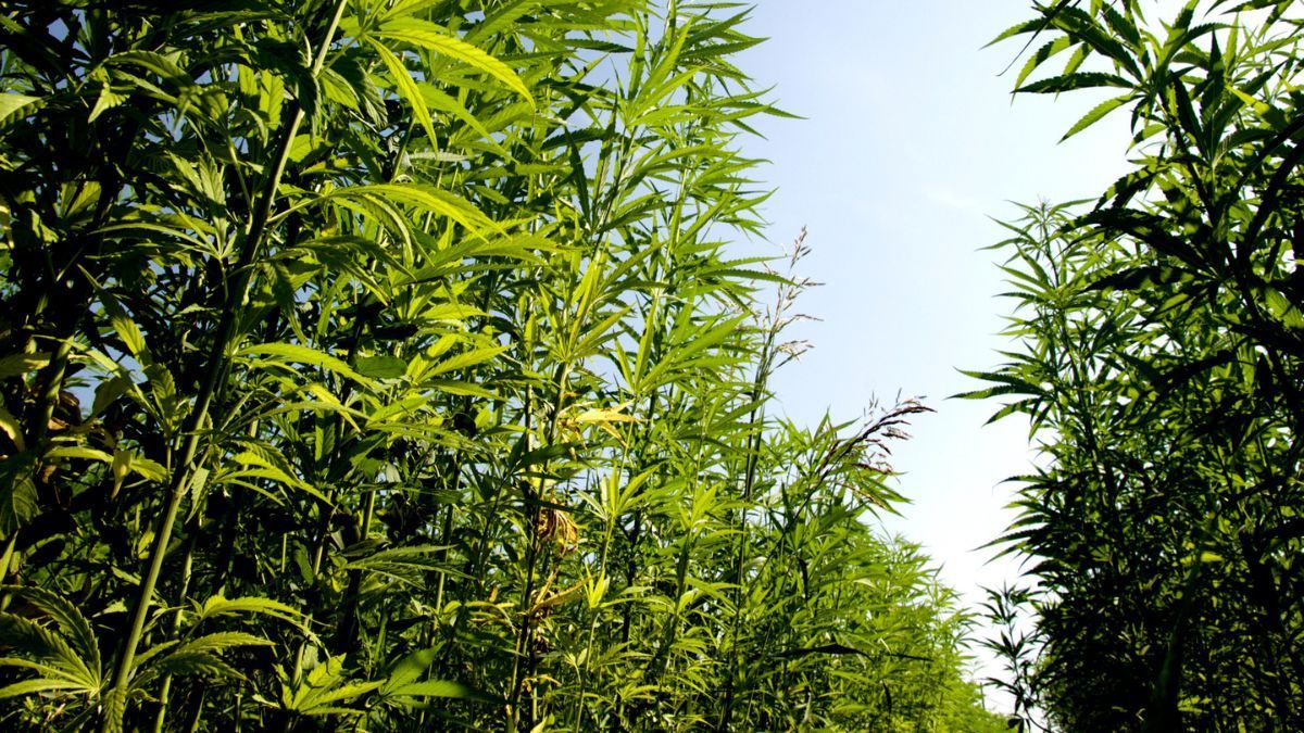 Projeto da UFV transforma 14 sementes de cannabis em mais de 4 mil mudas