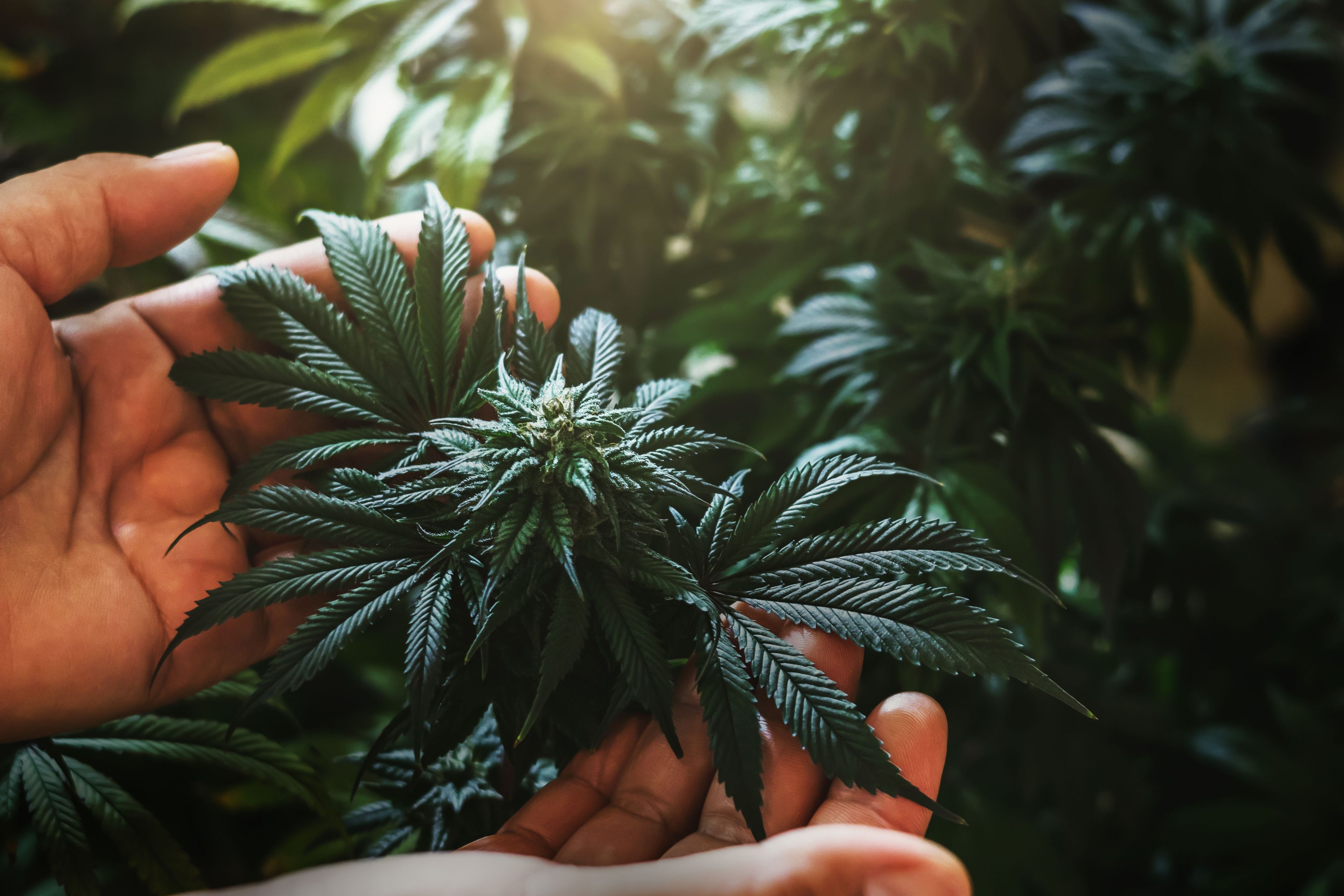 O Acerto da ANVISA ao conduzir a regulação da cannabis medicinal no Brasil e a necessidade de ação 