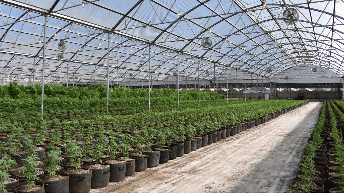 Farmacéutica de cannabis do Canada vende instalações por US$ 5,5 milhões