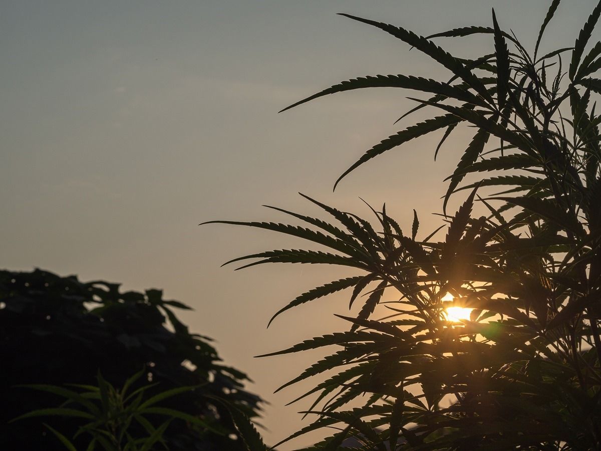 STJ começa julgamento que pode abrir caminho para o cultivo de cannabis no Brasil