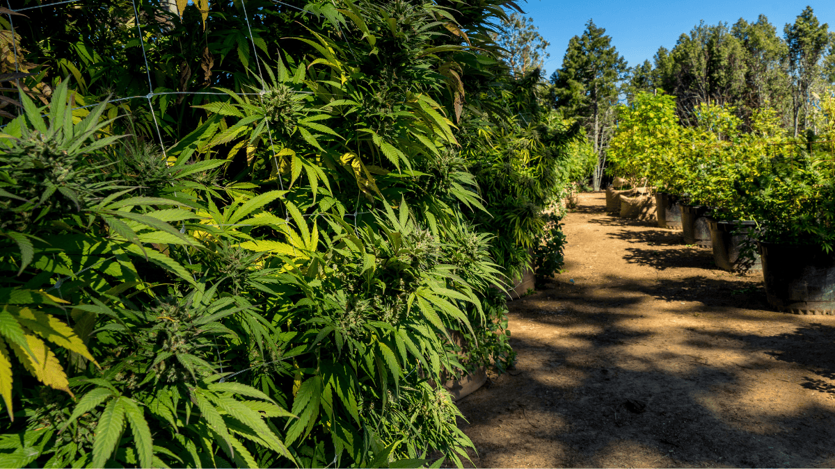A promissora expansão da cannabis medicinal e do cânhamo industrial no Brasil