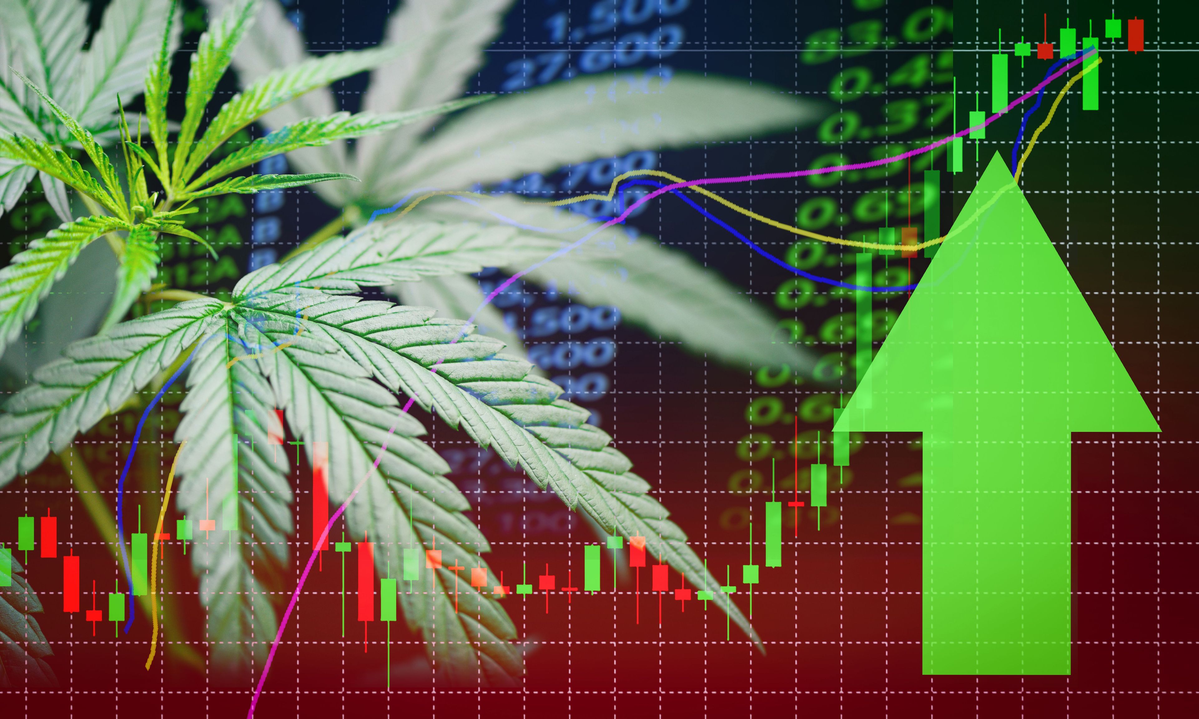ETFs de cannabis tem crescimento com expectativa de mudanças regulatórias