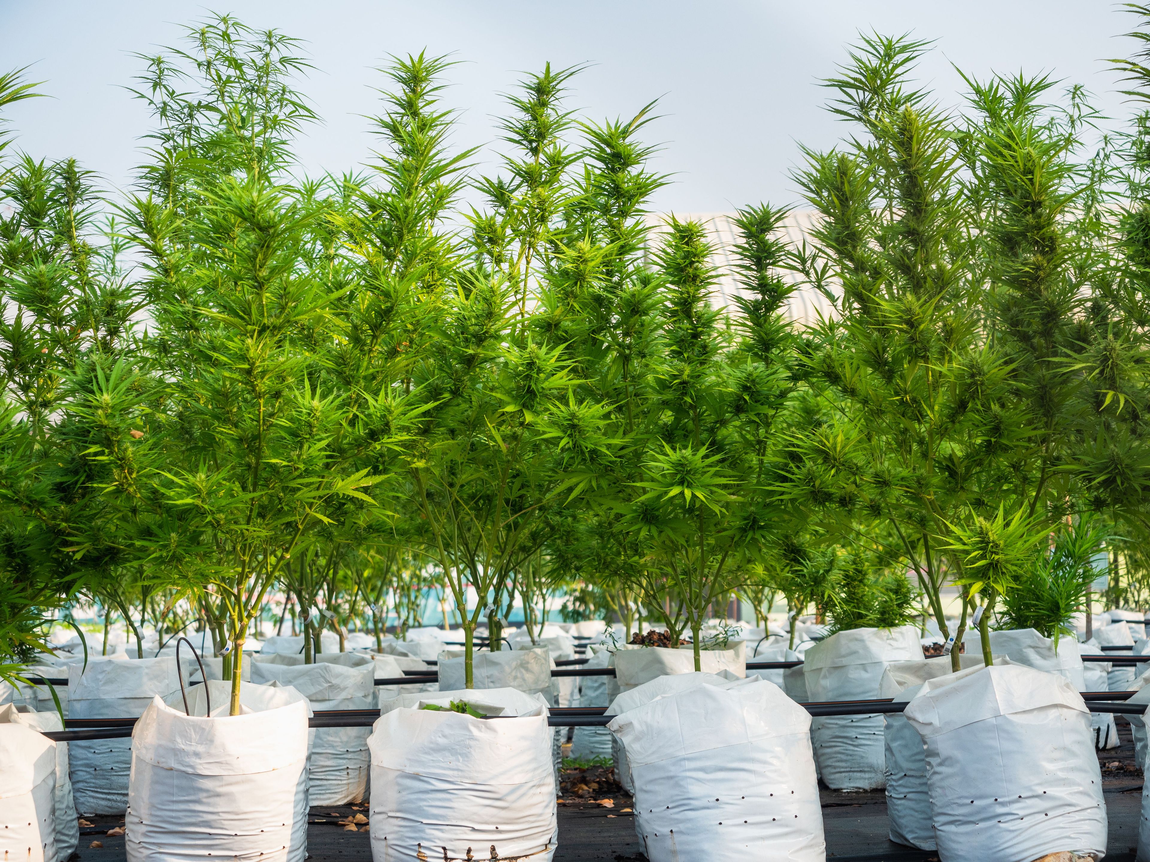 Empresas exportaram US$ 3 milhões em cannabis em um ano no Uruguai