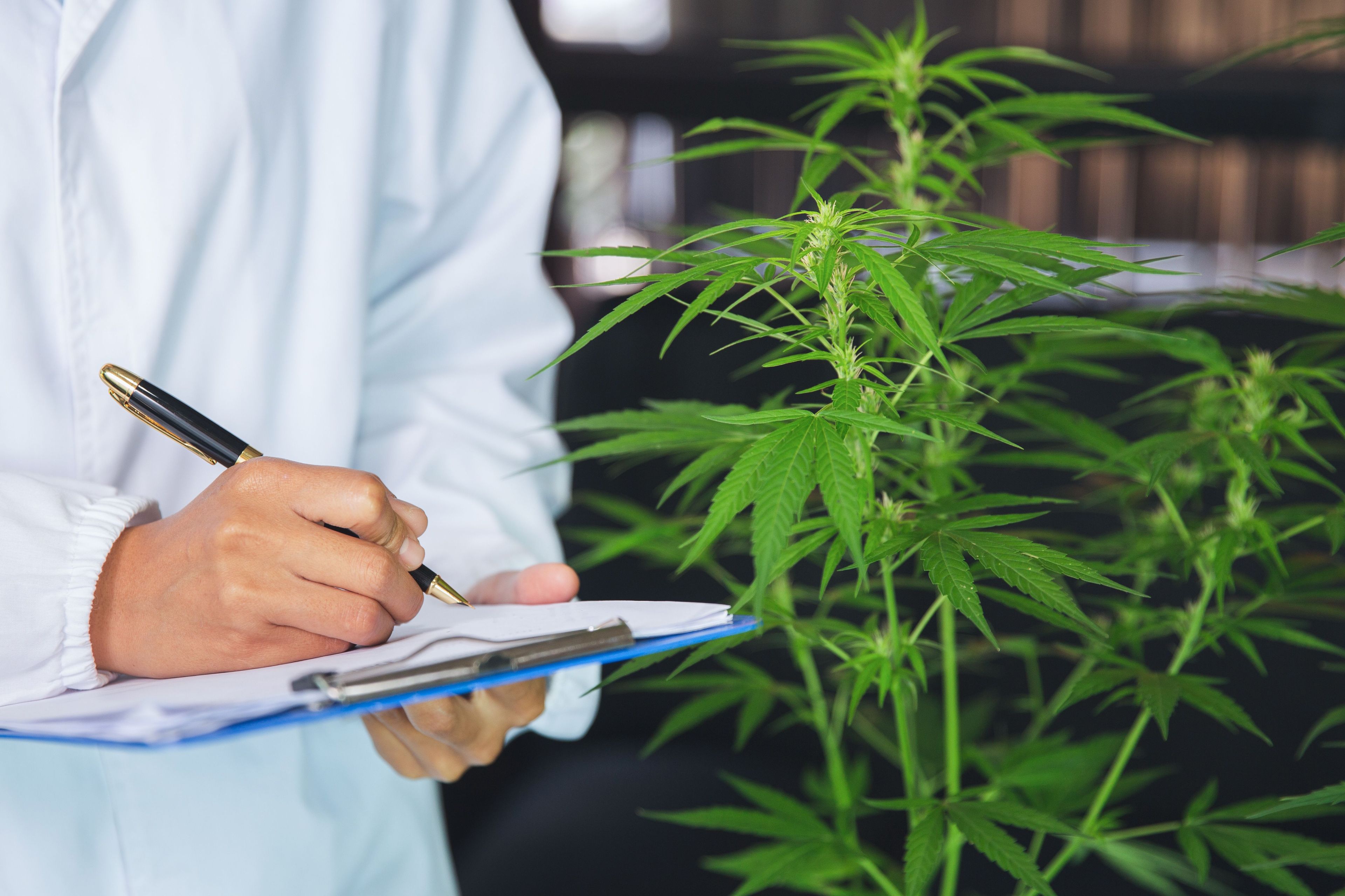 Estudo traz atualizações sobre o impacto do CB2 em doenças inflamatórias 