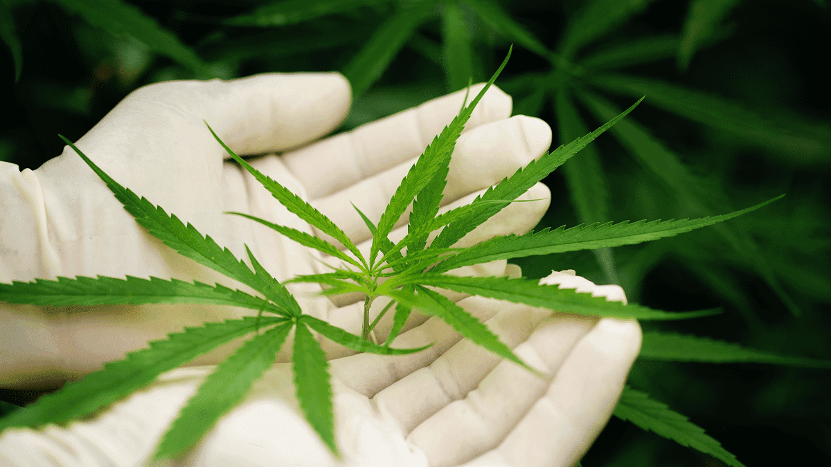 <strong>UFSC realiza seu primeiro plantio de cannabis</strong>