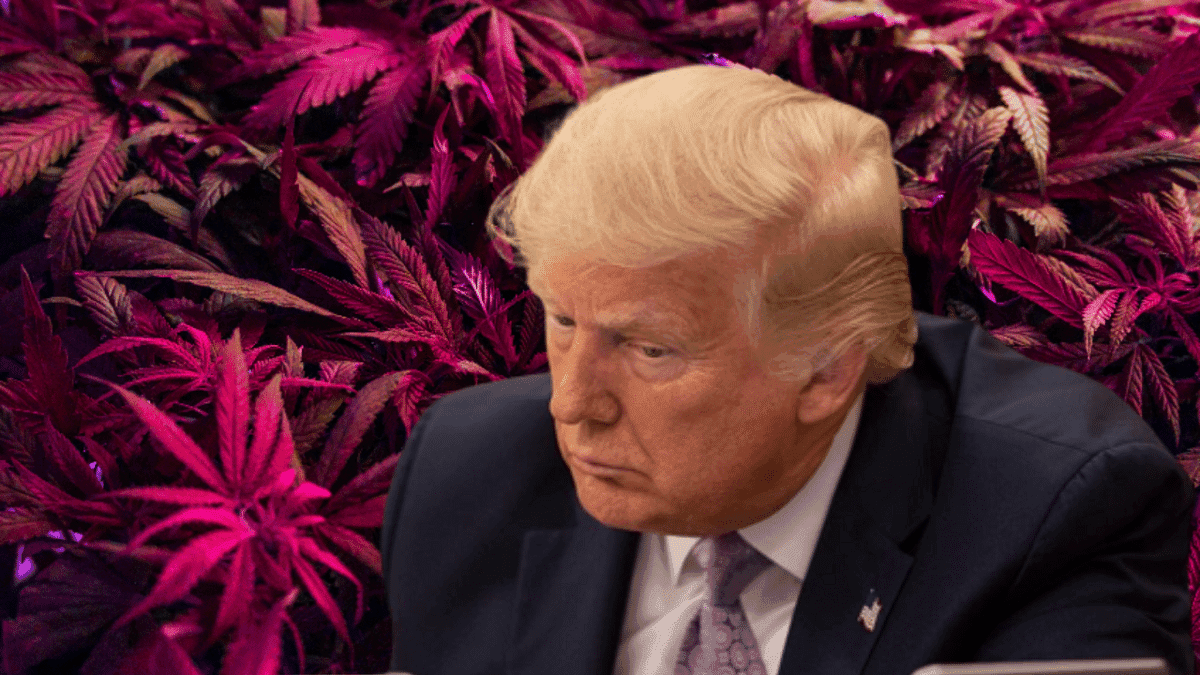 <strong>Donald Trump: “maconha deixa as pessoas burras” </strong>