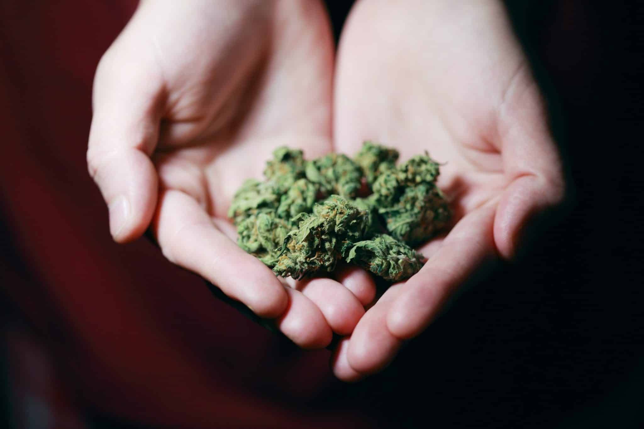 <strong>Por que a maconha se tornou ILEGAL?</strong>