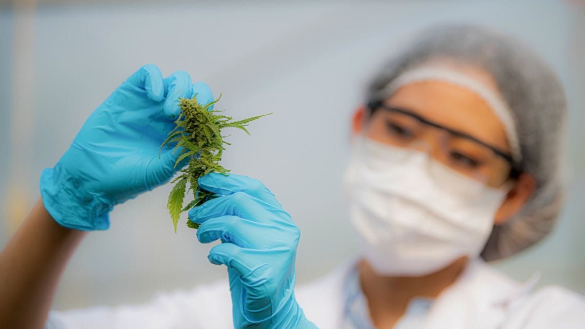 Pesquisa da Uece avalia uso de cannabis medicinal em crianças com TEA