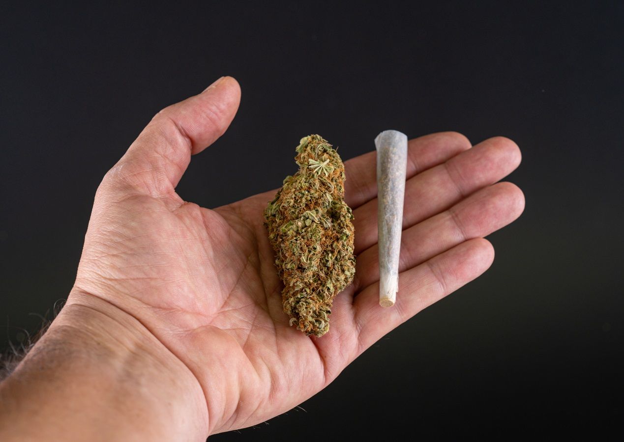 Flor de cannabis | Imagem: Vecteezy