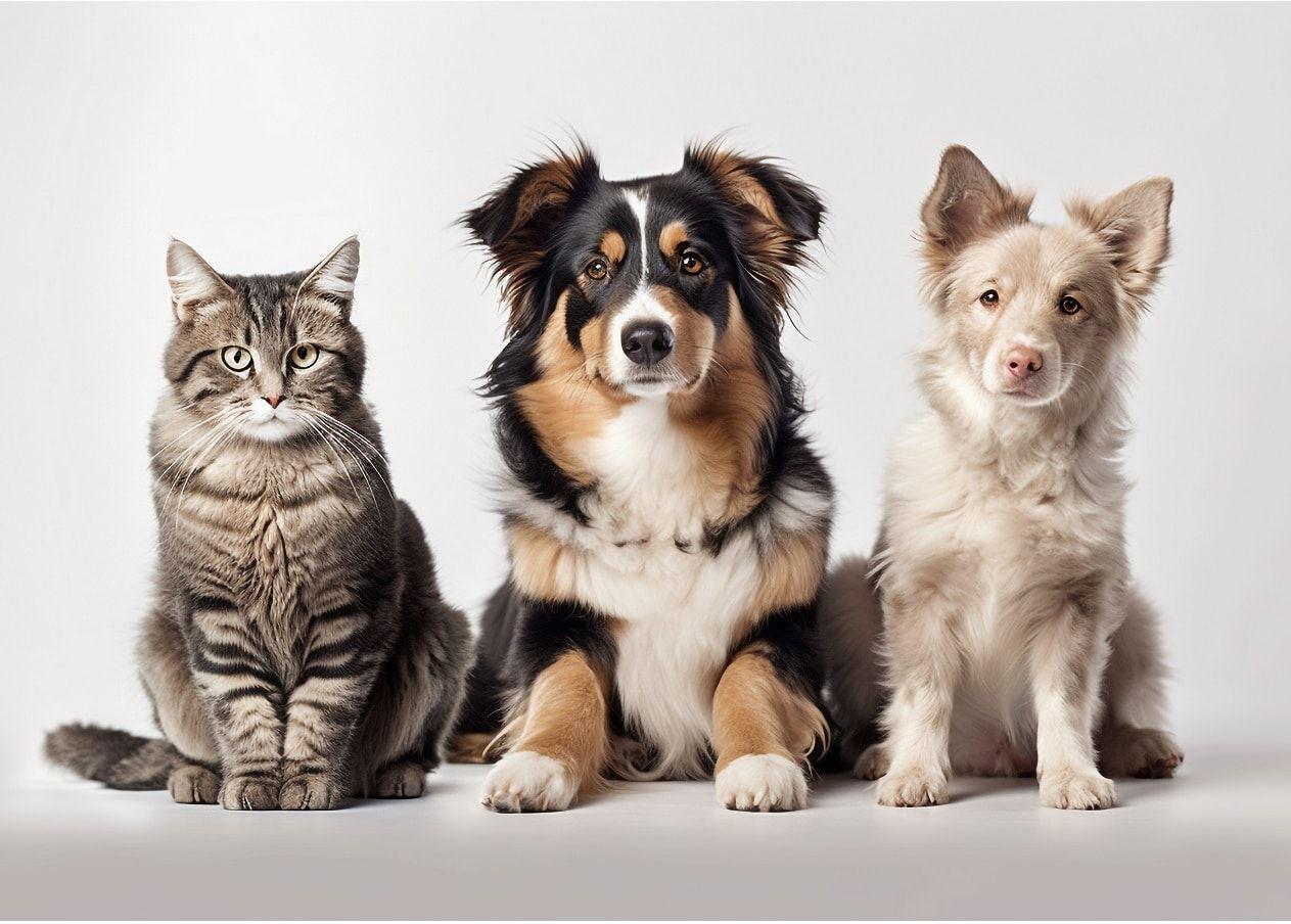 Imagem do editorial: A ciência da cannabis para cães e gatos: explorando os benefícios e desafios