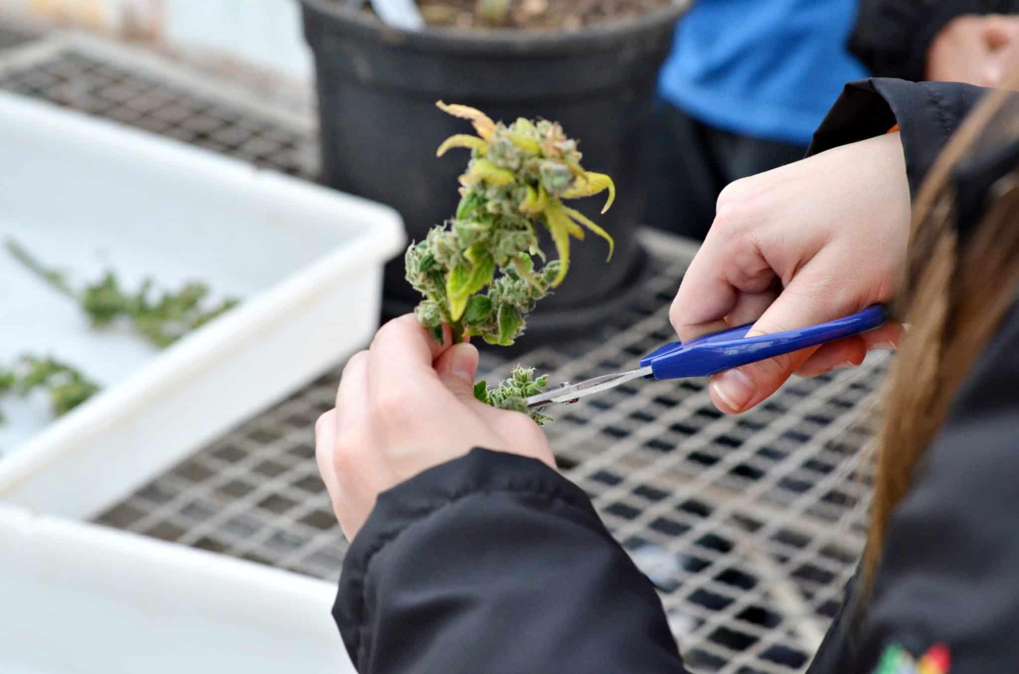 Imagem do editorial: Cannabis para uso veterinário: cultivo impulsiona pesquisas e facilita desenvolvimento de cadeia produtiva da planta