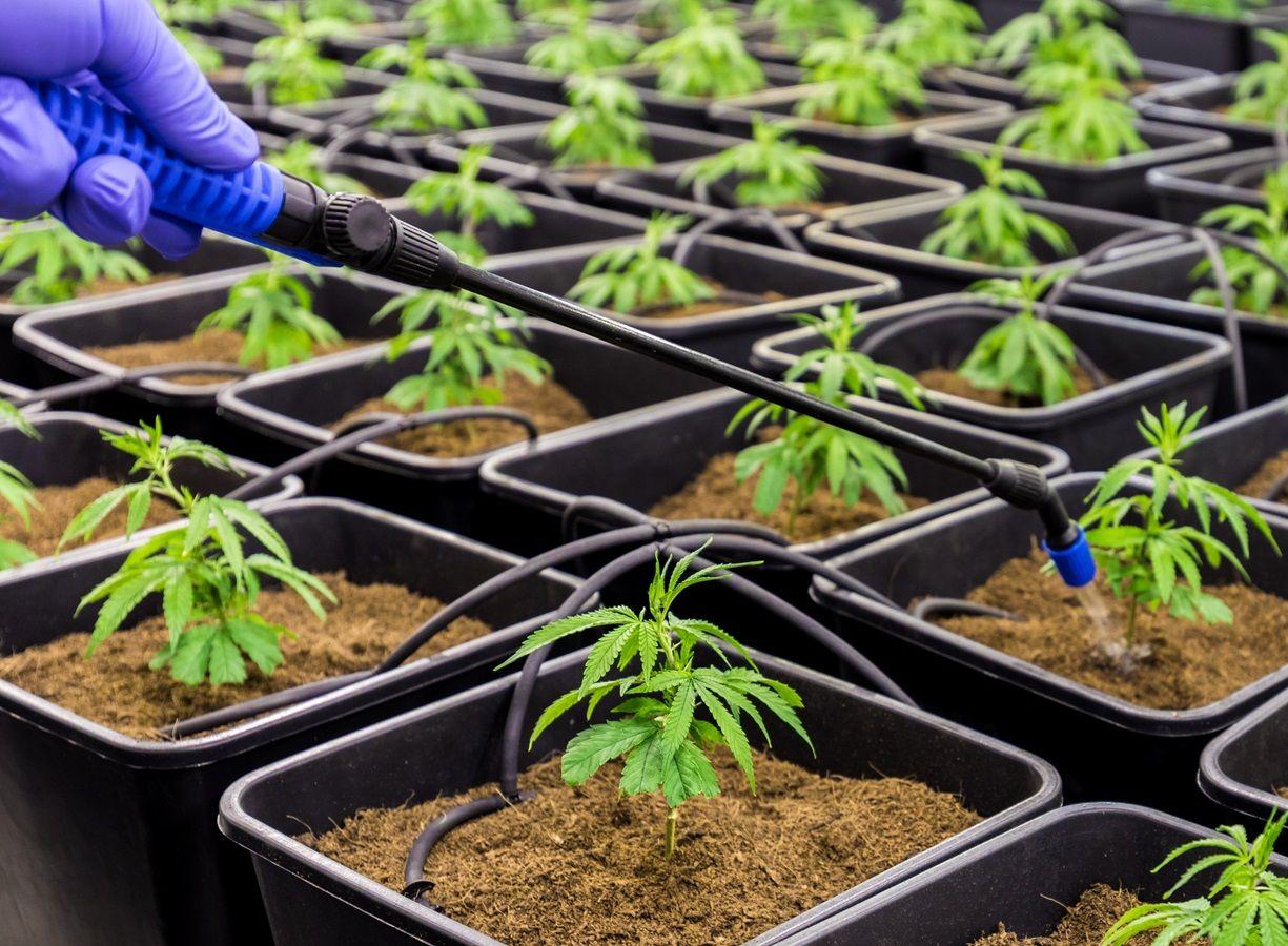 Imagem do editorial: Deputado de SP propõe cultivo de cannabis por parte de Estado para fins medicinais 