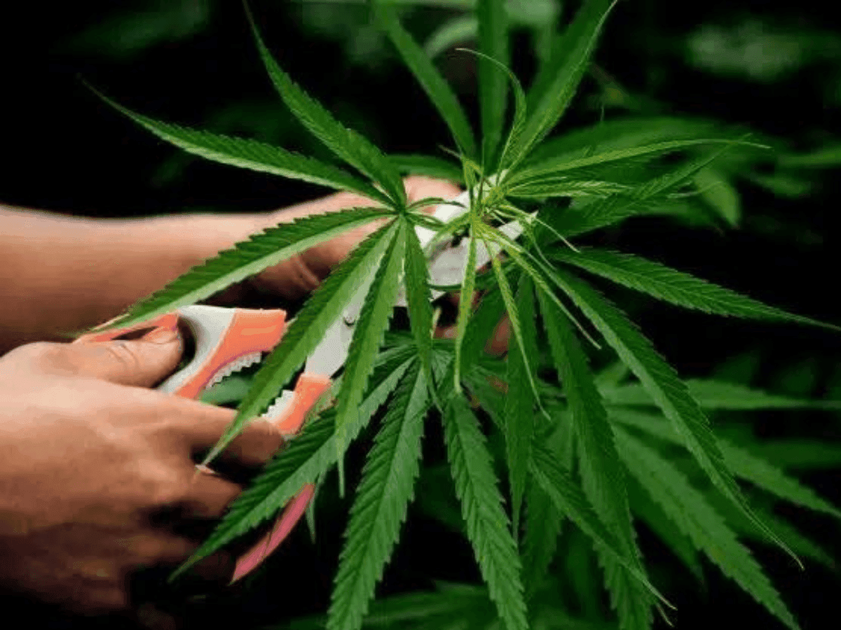 Imagem do editorial: Cannabis Medicinal no mundo: quatro países promissores