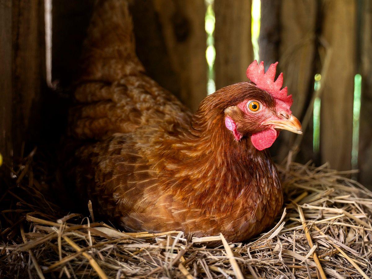 Imagem do editorial: FDA aprova farinha de sementes de cânhamo na alimentação de galinhas poedeiras 