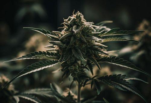 Imagem da noticia: Anvisa propõe inclusão da inflorescência de Cannabis na farmacopeia brasileira 