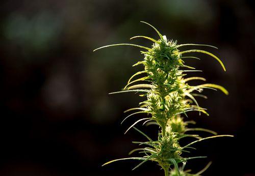 Imagem da noticia: Debate na ALMG destaca uso medicinal da Cannabis e participação da UFLA