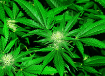 Imagem do editorial: Explorando os efeitos da cannabis no DNA 