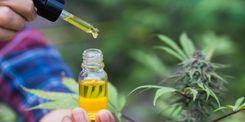 Imagem da noticia: 'Lei Pétala' de acesso à cannabis medicinal pode ser regulamentada em fevereiro