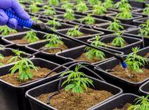 Imagem da noticia: Deputado de SP propõe cultivo de cannabis por parte de Estado para fins medicinais 