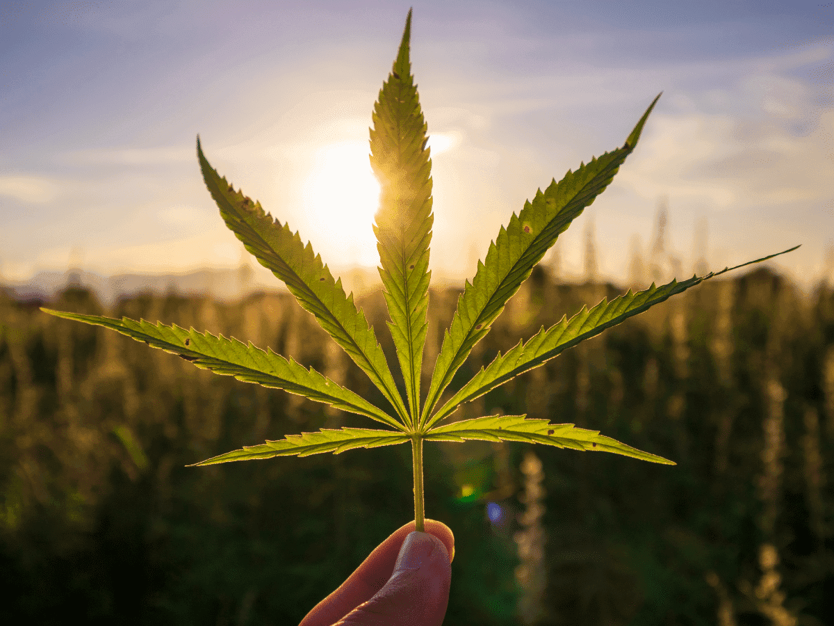 1º Encontro da Medicina Canabinoide no Rio Grande do Sul quer auxiliar novos médicos prescritores de cannabis