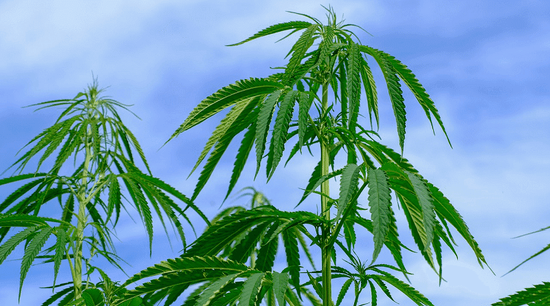 ANC promove 1º Seminário Brasileiro de Direito do Cânhamo