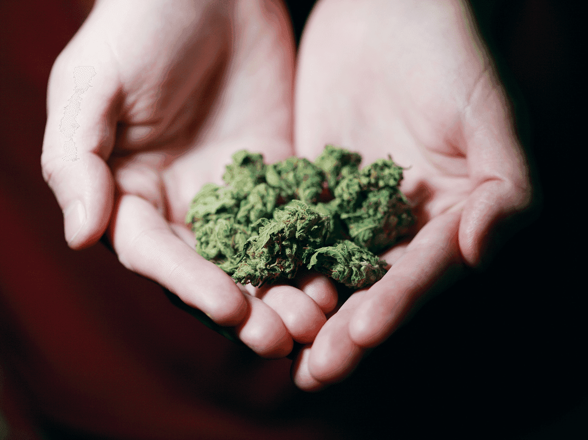 A ascensão da cannabis Gamma: A explosão na compra nas farmácias uruguaias