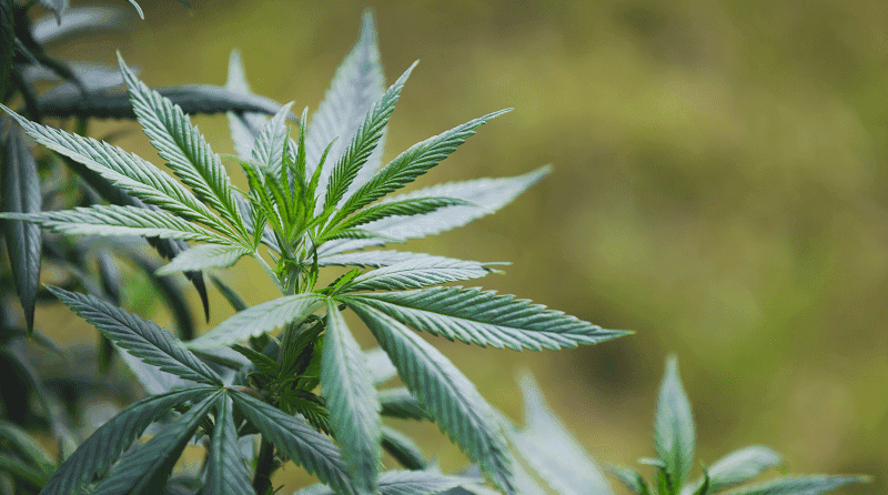 A relação da legalização da cannabis com os índices de criminalidade