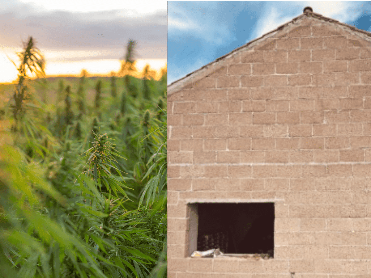 A revolução sustentável do cânhamo no Alentejo para descarbonizar habitações