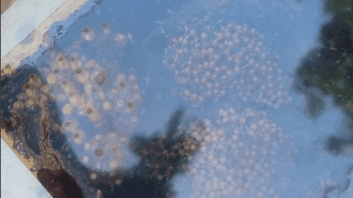 Entre flores e abelhas: o projeto que une cannabis e mel floresce na COP 30 em Belém