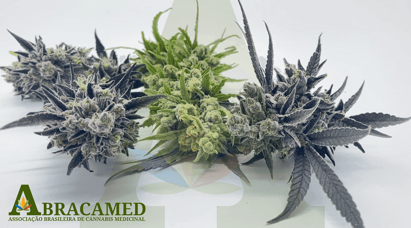 Abracamed fecha parceria com Universidade Federal para desenvolvimento de pesquisa