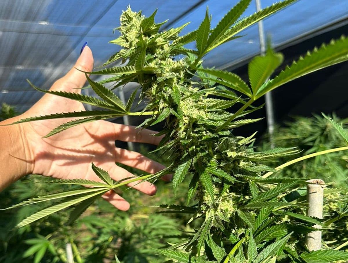 Liminar autoriza Abrace Esperança a fornecer flores de cannabis para 68 pacientes