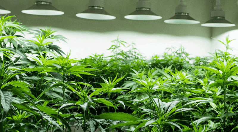 Abrace consegue autorização da Anvisa para testar seus próprios produtos