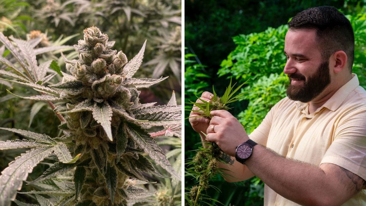 “Tem que montar um centro de monitoramento em casa?”, ironiza advogado após STJ revogar exigência em cultivo de cannabis