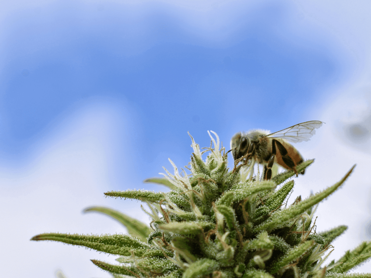 Alemanha segue sem definição do plano de legalização da maconha