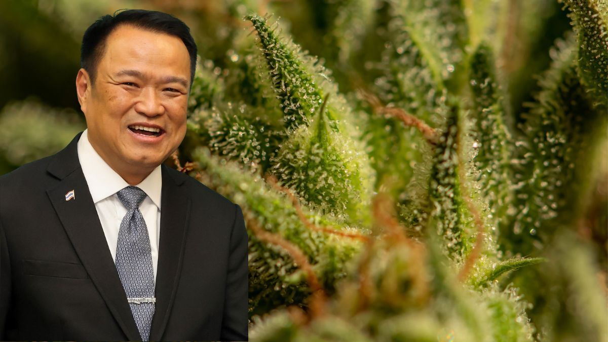 "Rei da Cannabis" chega ao poder na Tailândia e pode definir o futuro da legalização