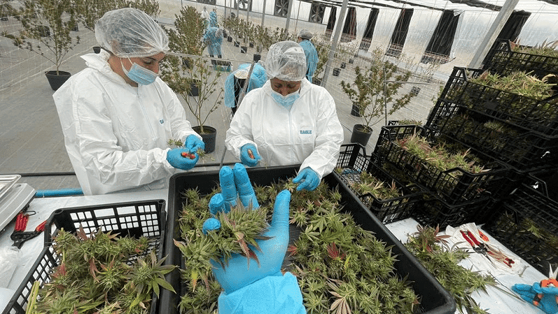 Anvisa autoriza primeira importação de cannabis in natura produzida no Uruguai