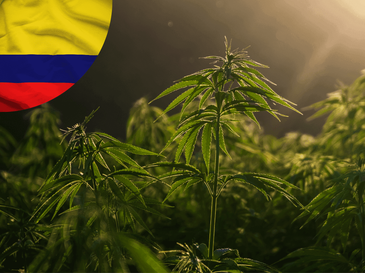 Anvisa visita cultivos de cannabis na Colômbia